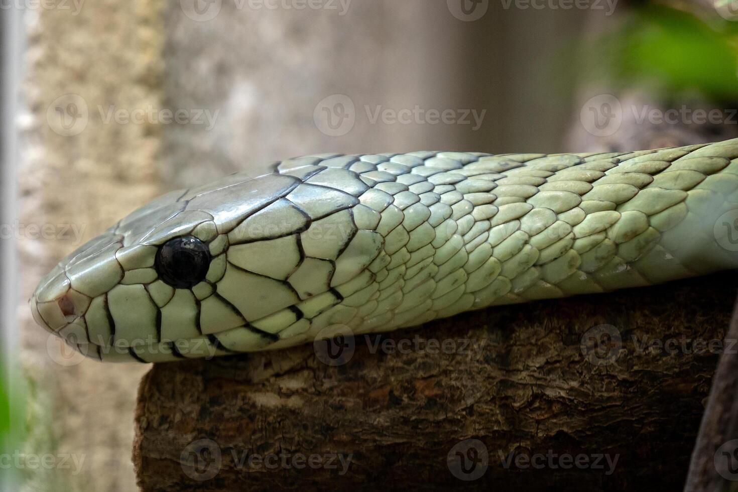 The green mamba, venomous snake photo