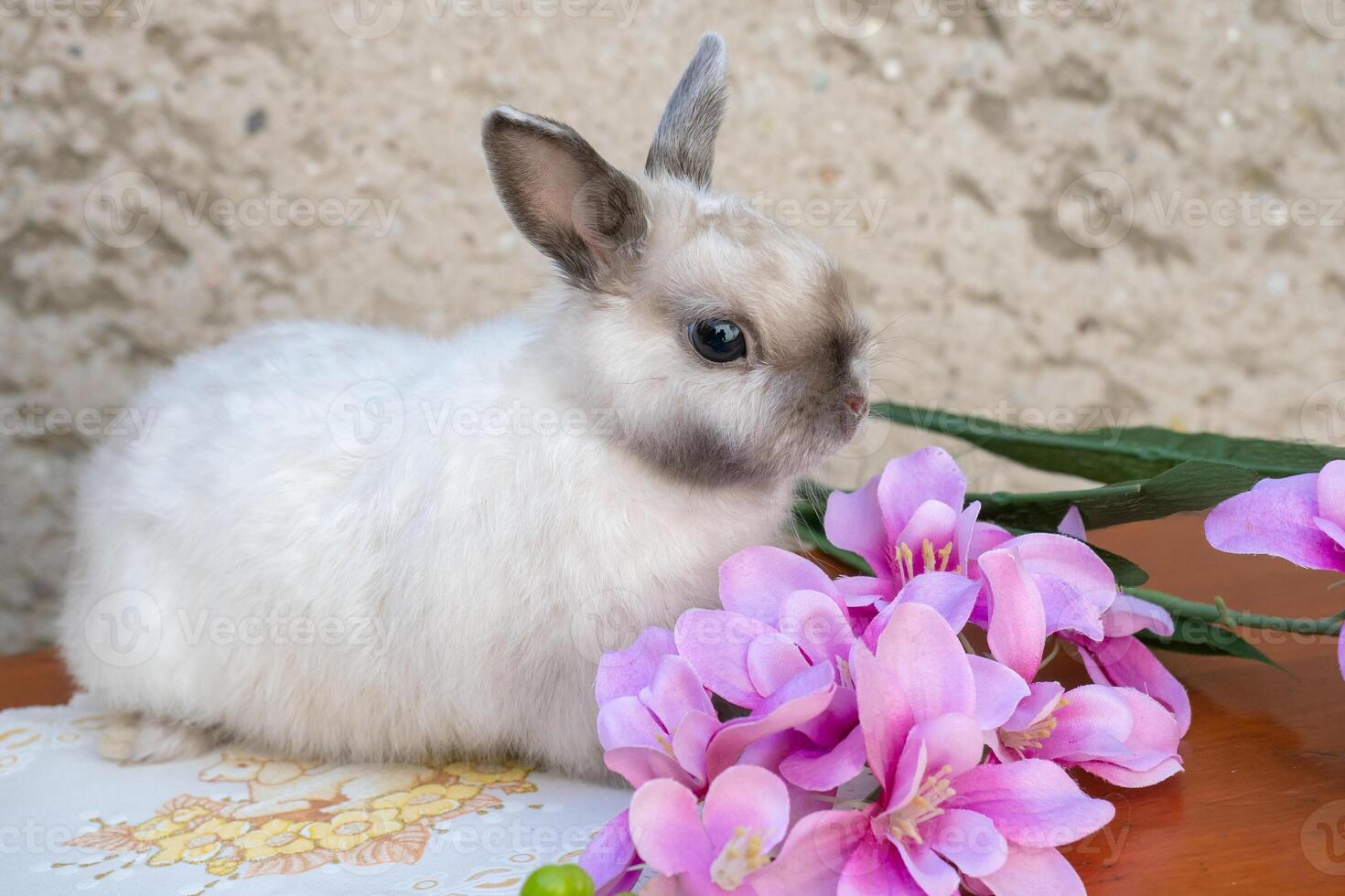 Easter bunny near spring wreath. Little dwarf rabbit sitting near flowers. photo