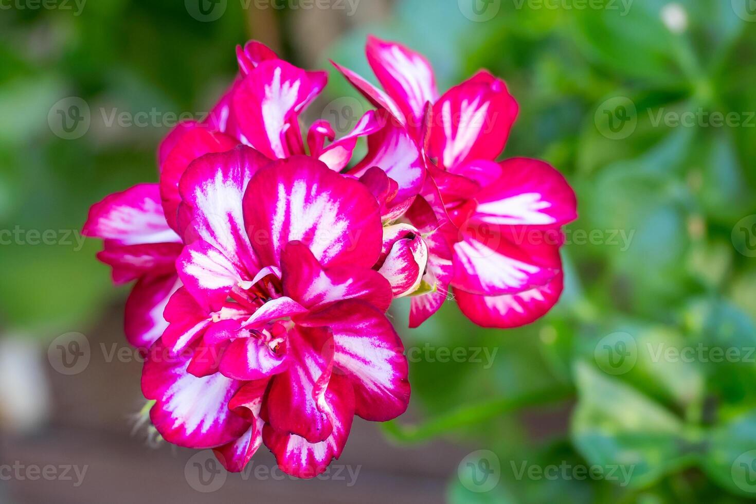 Royal pelargonium flowers - Pelargonium grandiflorum. Geranium flowers in bloom. photo