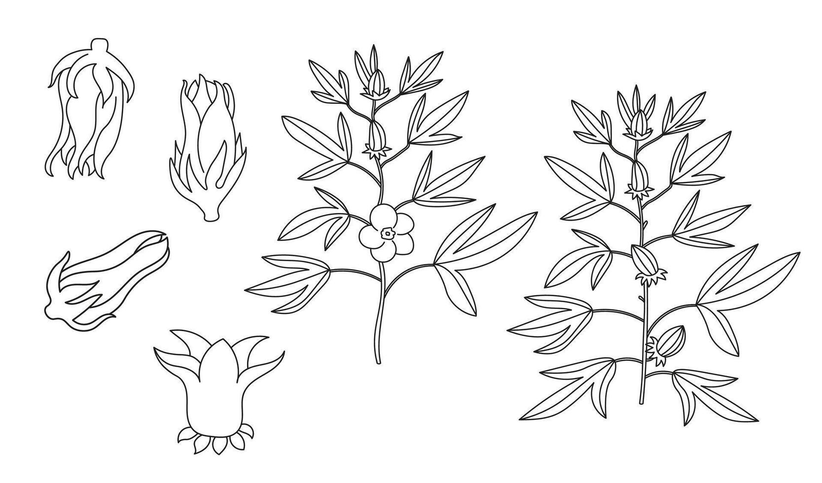 Red Roselle fruit, branch with leaves and flower ,Jamaica sorrel, Rozelle or hibiscus sabdariffa . Hand drawn illustration on isolated background. Ink sketch with tropical plant Sudanese rose vector