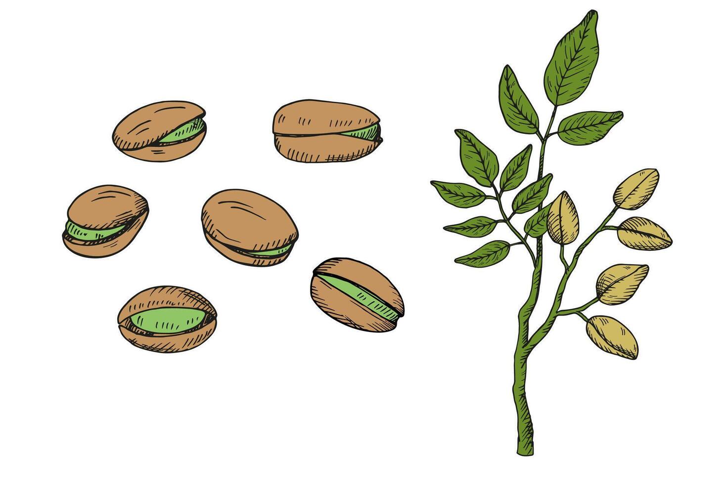 Pistachios nuts and branch. Hand drawn engraved colored sketch illustration on isolated background. Doodle with Nut plant, organic food ingredient. Design for label, card, paper, wrapping, logo vector