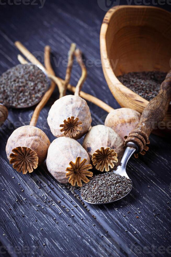 Poppy seeds and heads on wooden background photo