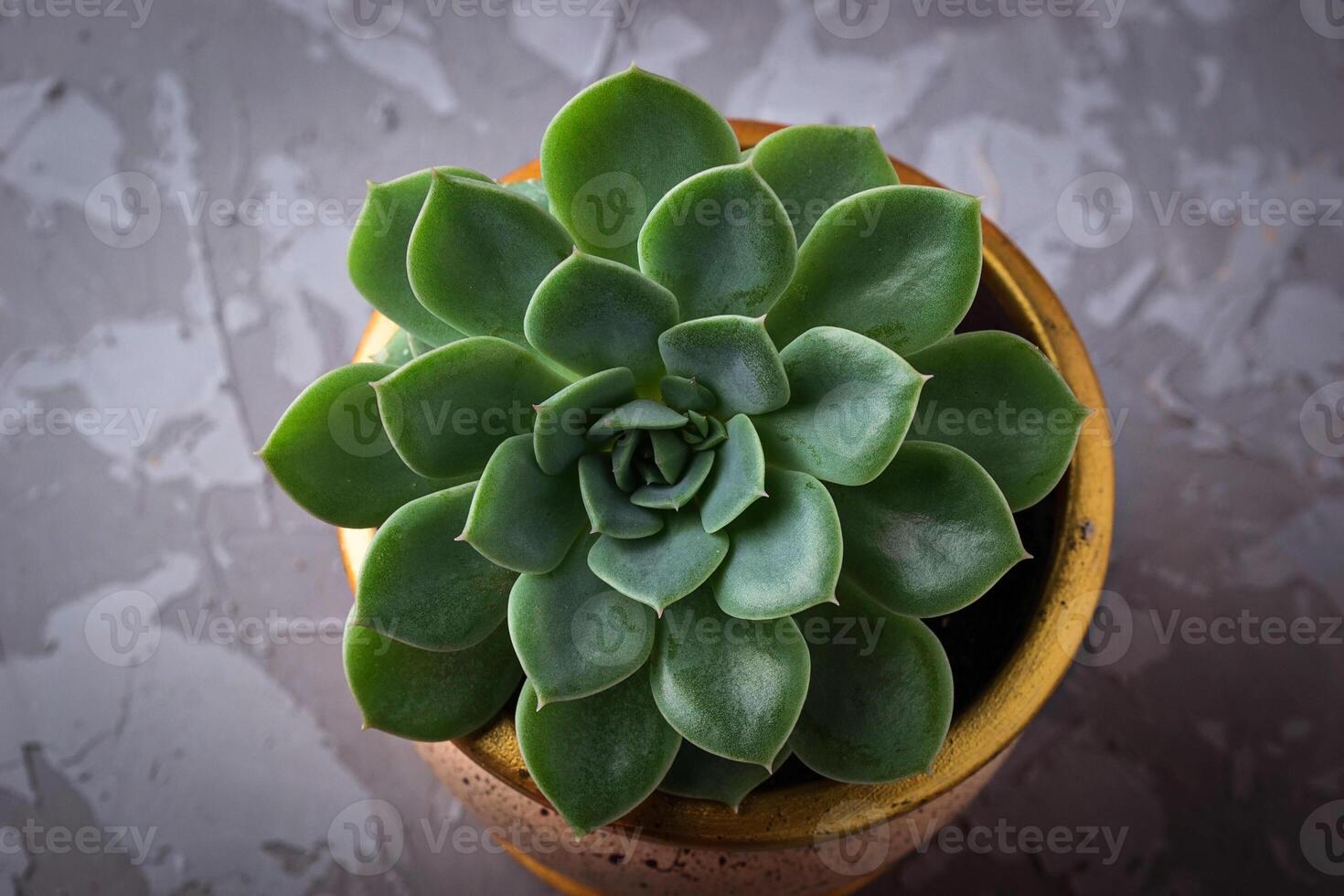 Succulent in pot on the windowsill photo