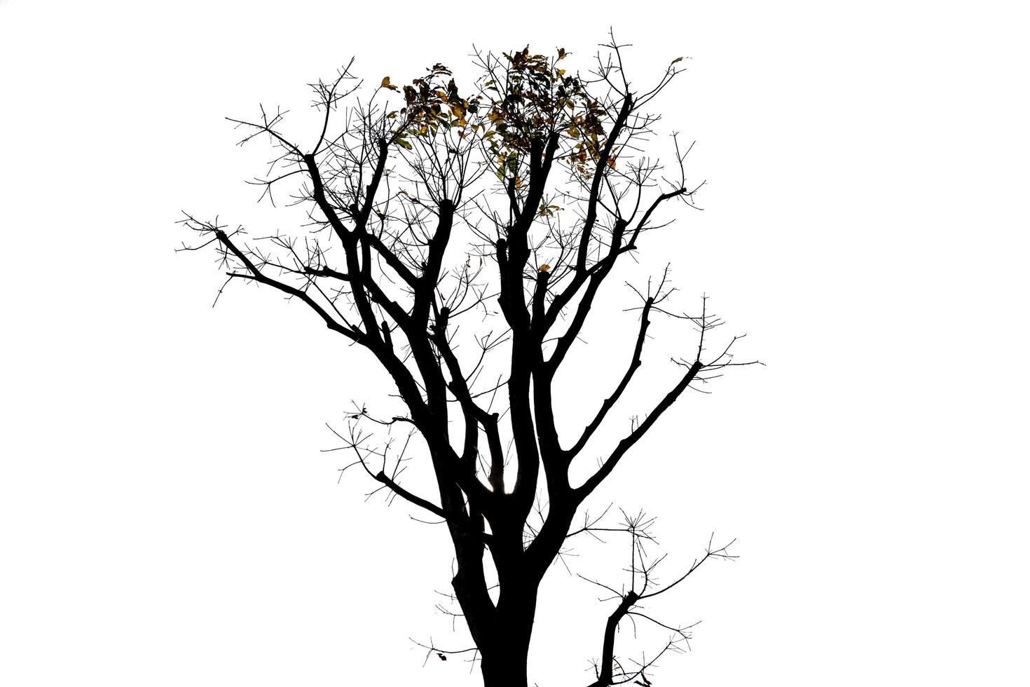 Tree on a white background, isolated photo