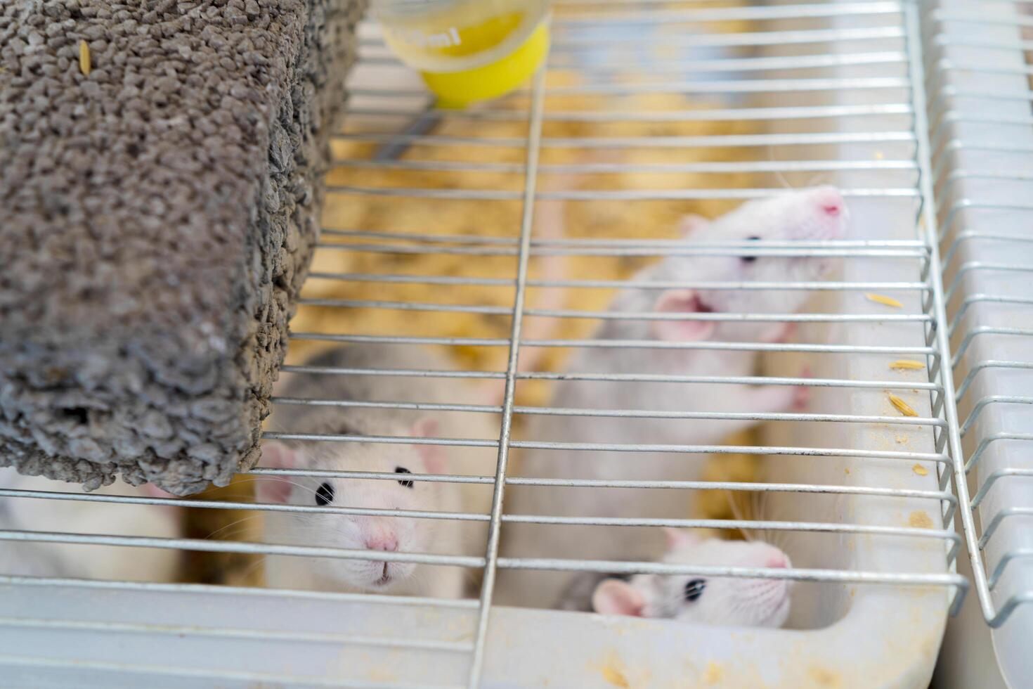 Raised to be food for snakes. The little white-gray rat photo
