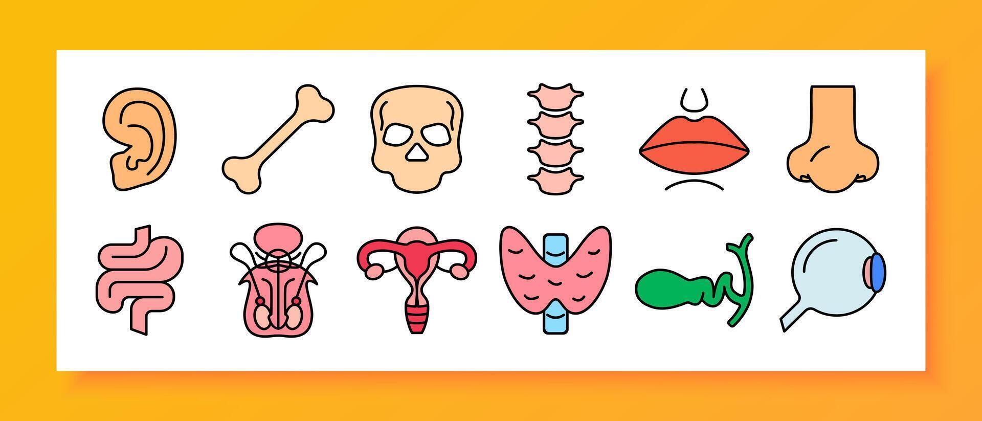 Anatomy set icon. Ear, bone, skull, spine, lips, nose, intestines, thyroid, uterus, eye, cochlea. vector
