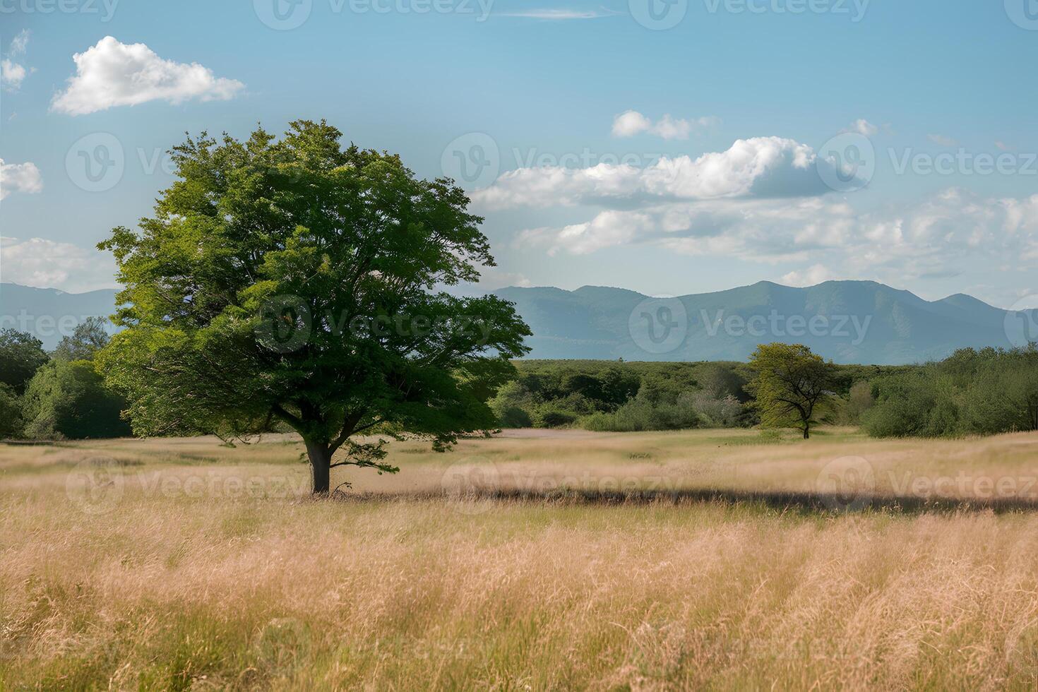 Vast open field with golden grasses and solitary tree, serene backdrop photo