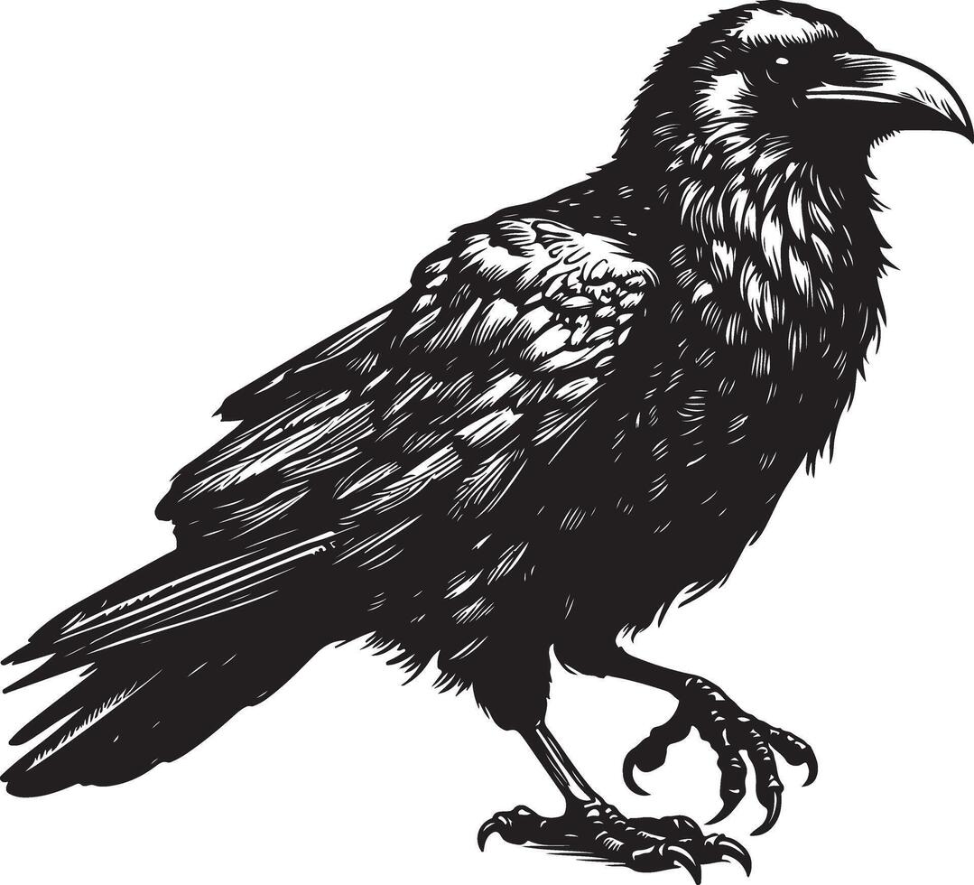 Raven Sketch art Raven line art silhouette illustration vector