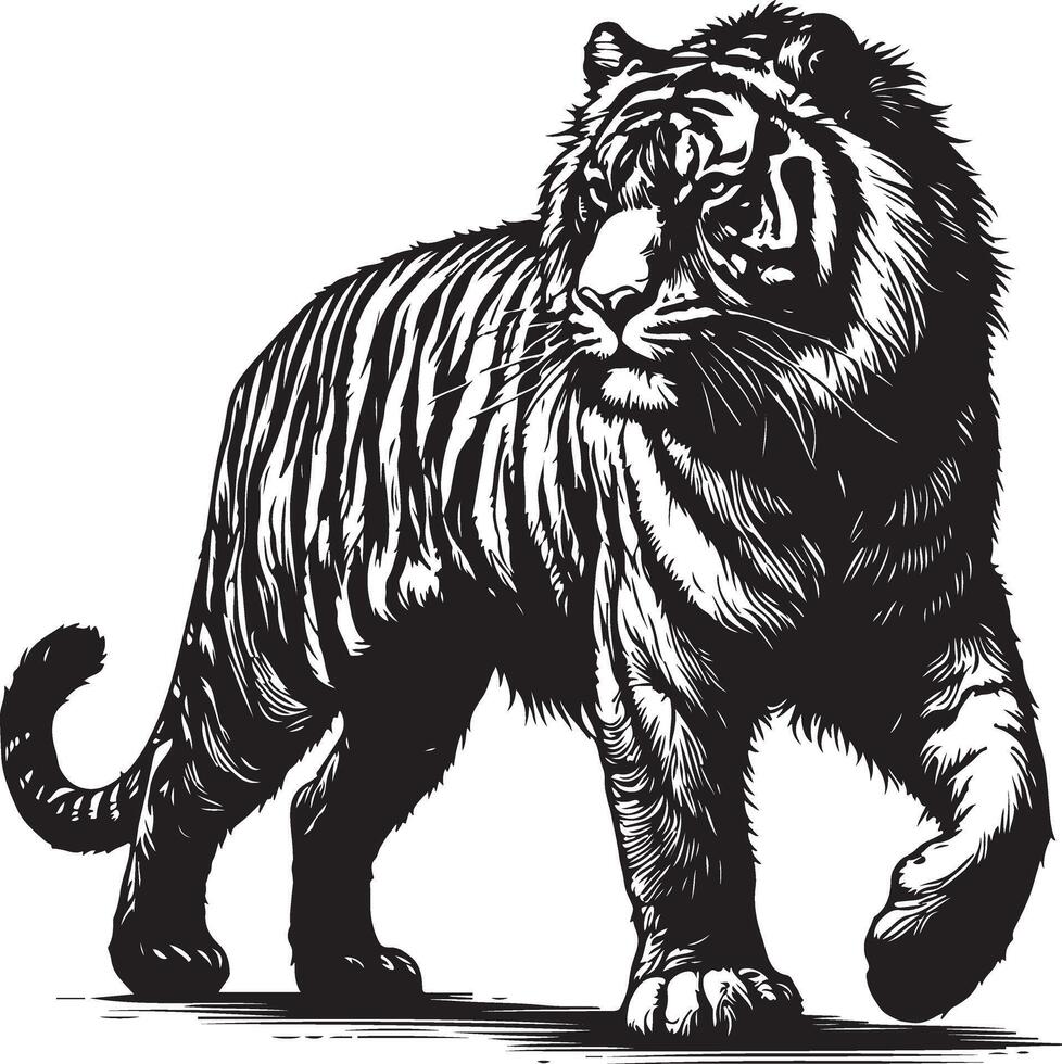 Tiger Sketch art Tiger line art silhouette illustration vector