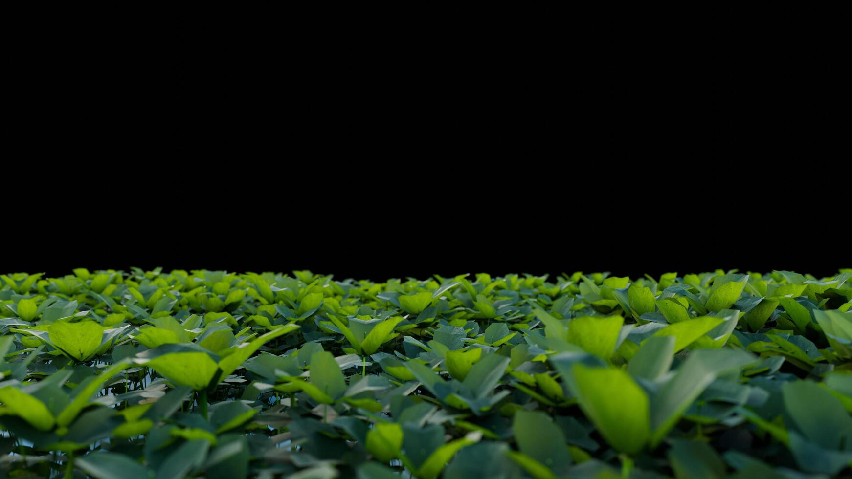 green grass and flower on black background photo