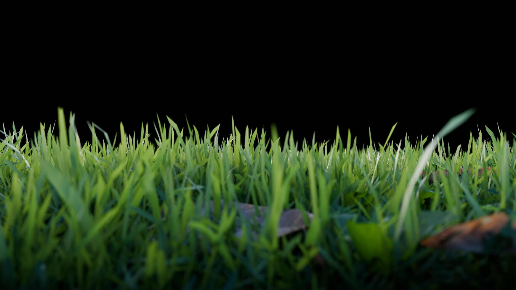 green grass and flower on black background photo