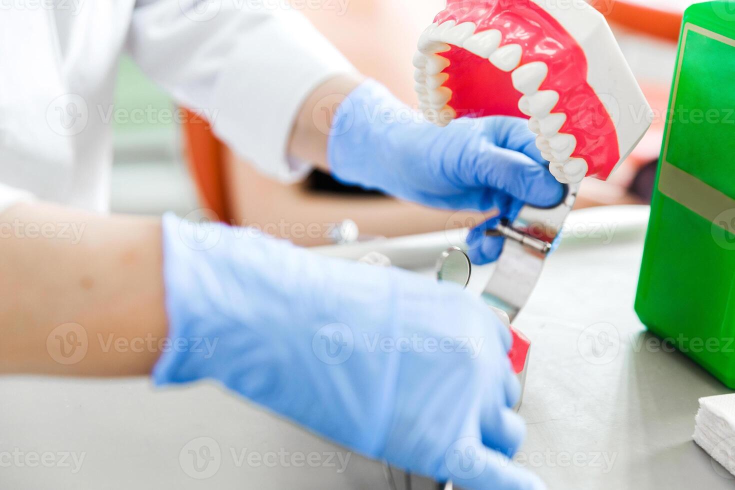 Dental Model and Dentist's Hands photo