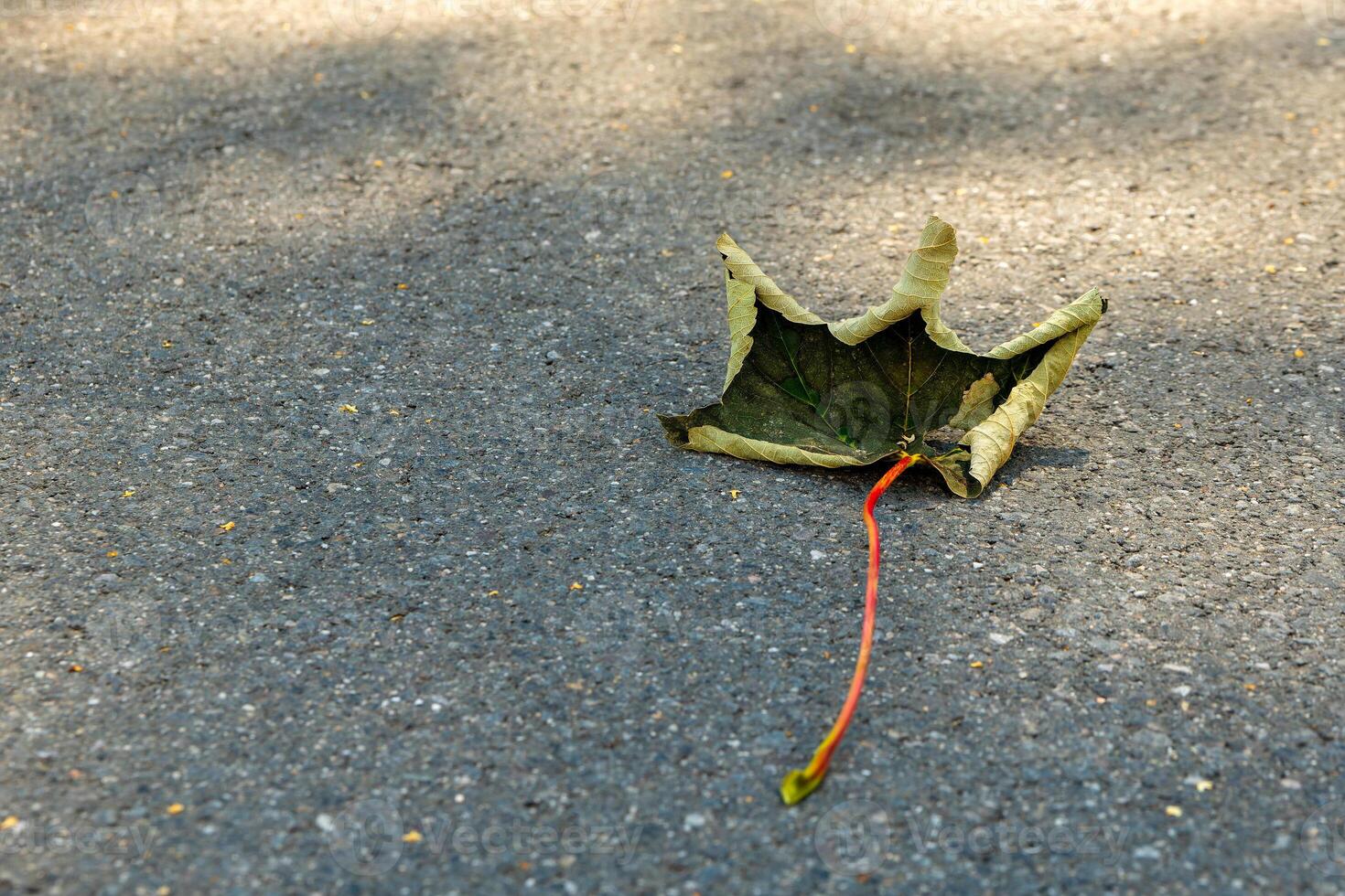 leaf is laying on the ground, with a red stem sticking out of it photo