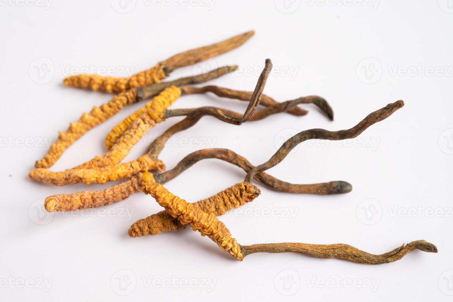 Cordyceps or Ophiocordyceps sinensis mushroom herb is fungus for used as medicine on white background. photo