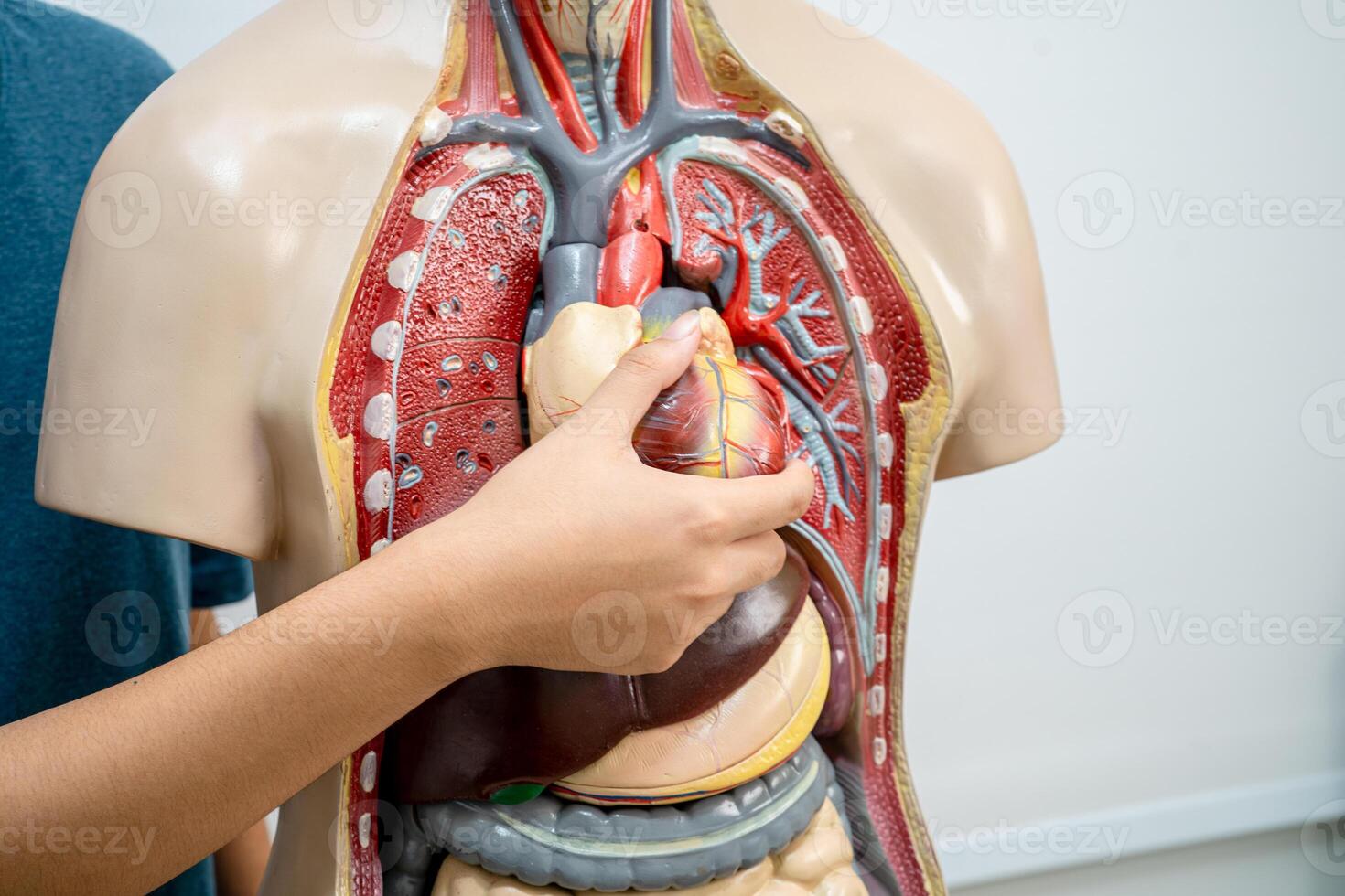 Student teenage learning anatomy biology with human body model in classroom at high school. photo