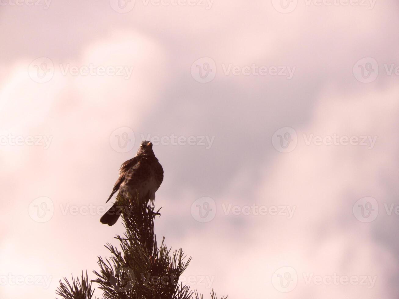 a big bird in a tree top photo