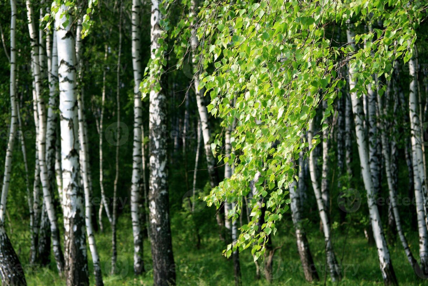 branch of a birch tree with young foliage photo