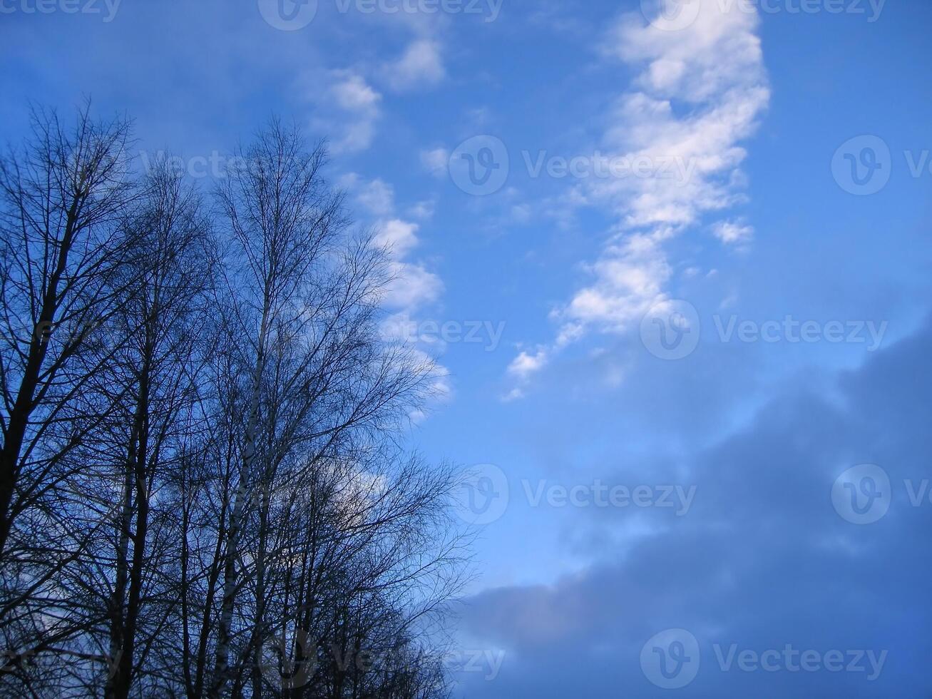 Trees without leaves on a blue sky background photo