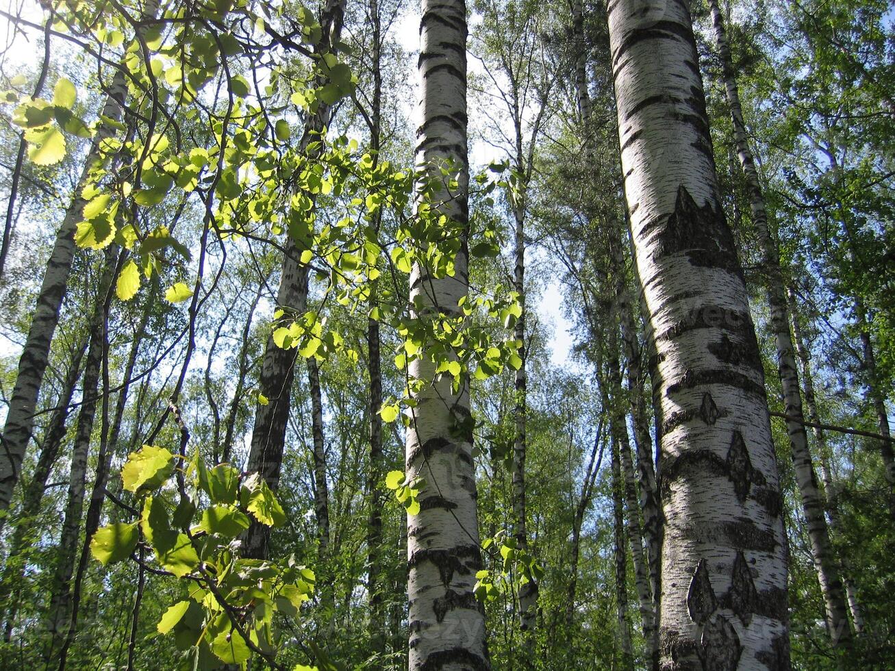 Birch trees and green leaves in a summer forest photo