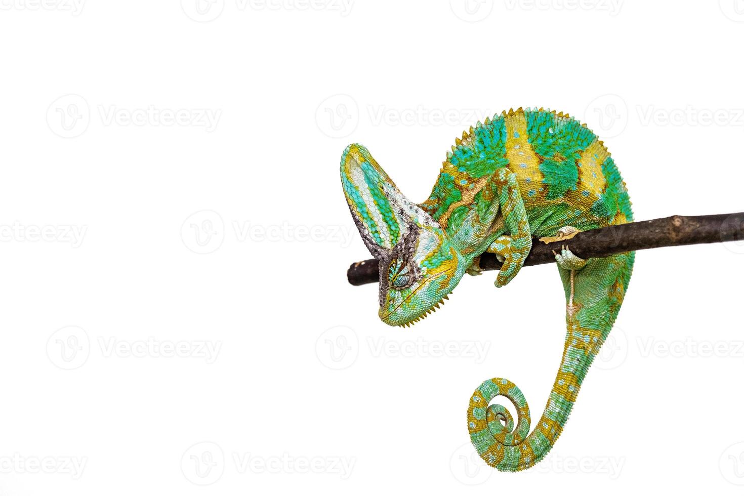Cute funny chameleon - Chamaeleo calyptratus on a branch photo