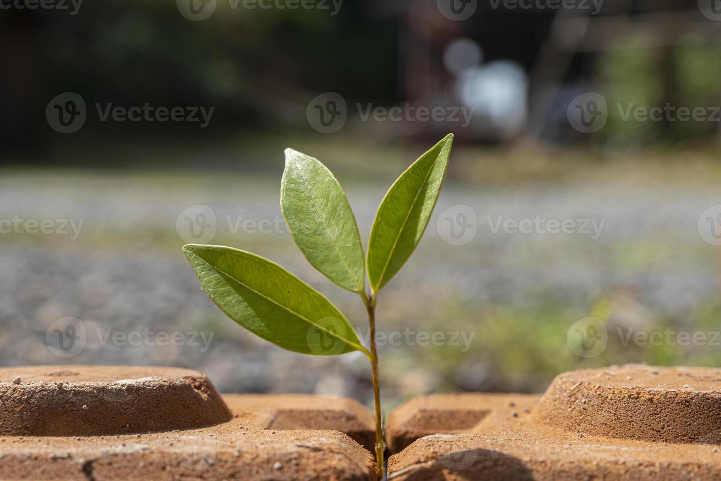 Life concept. Young tree penetrating stone pave, weed growing through crack in pavement. photo