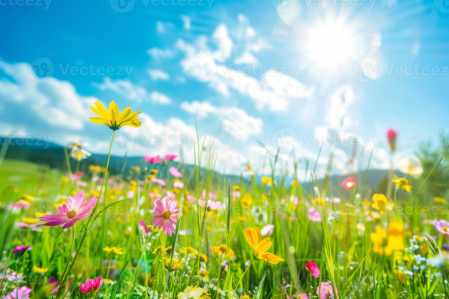 A field of flowers with a blue sky in the background photo
