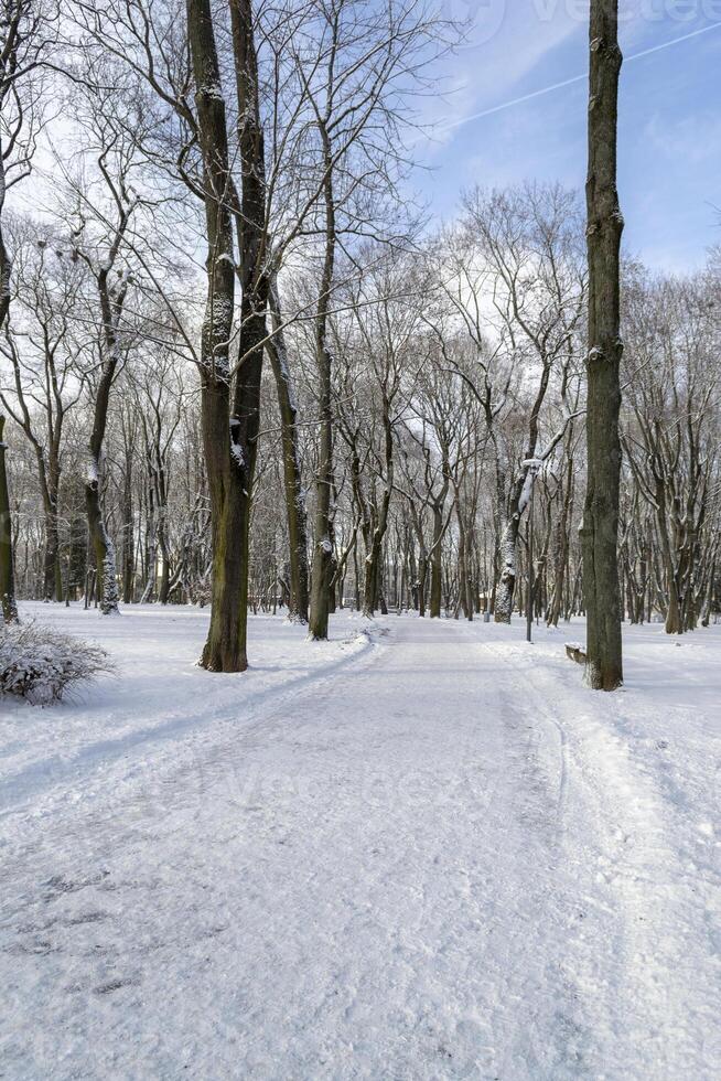 Trees in Snow in a Park in Winter photo