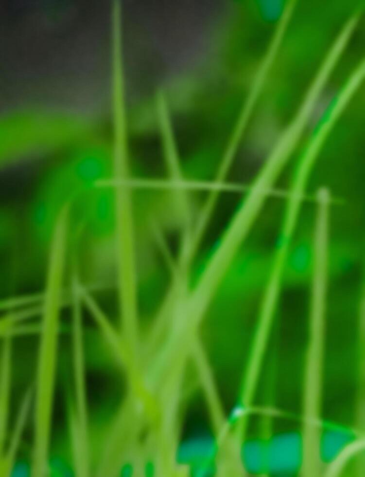 blur best background photo