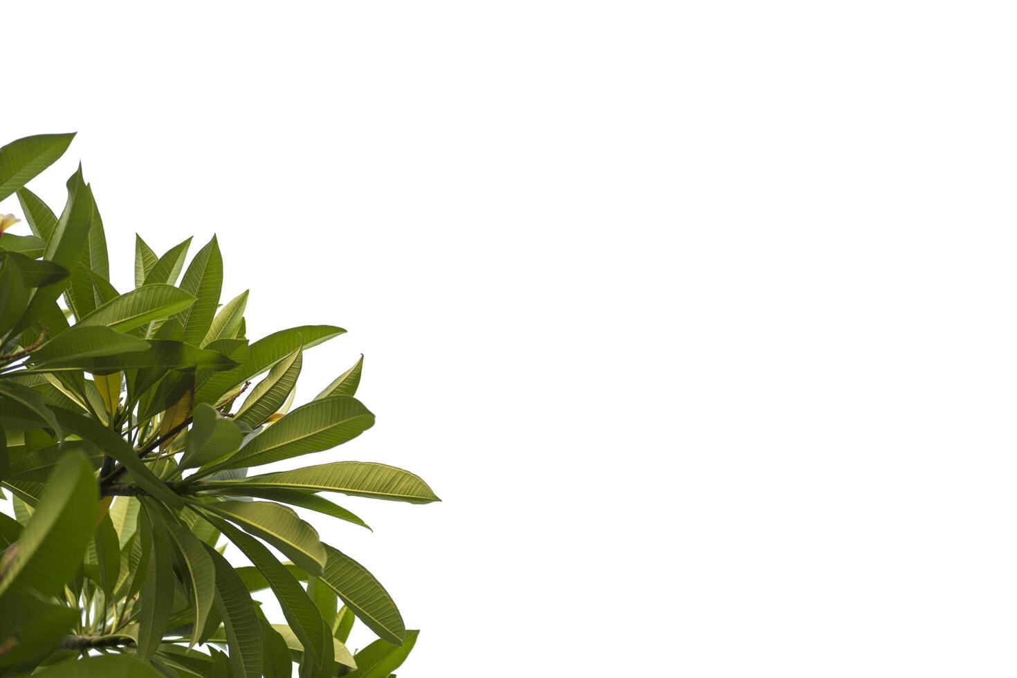 Dark green leaves on a white background. Embed the clipping path photo