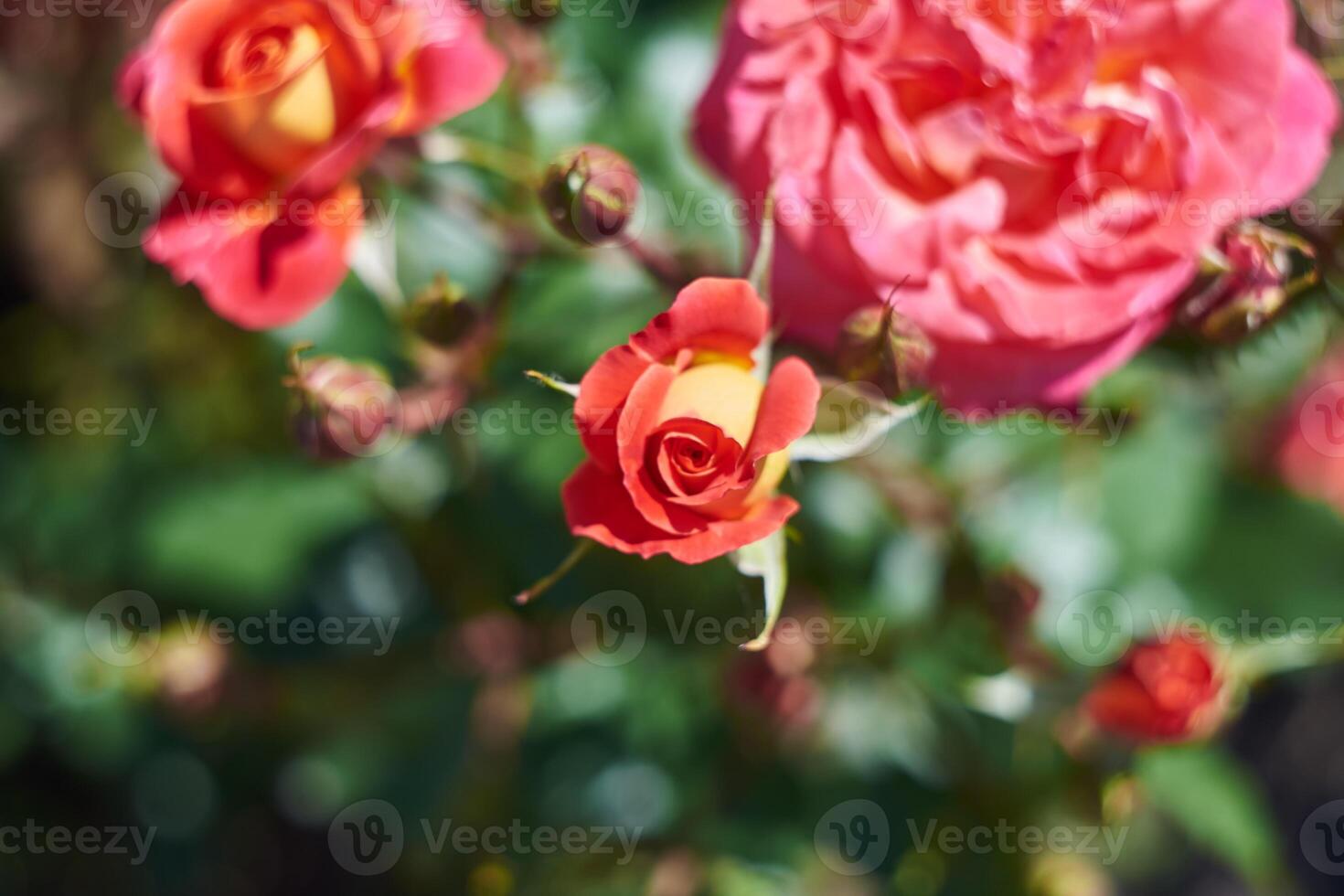 Blossoming red-orange tea rose in early summer, close-up with selective focus. photo