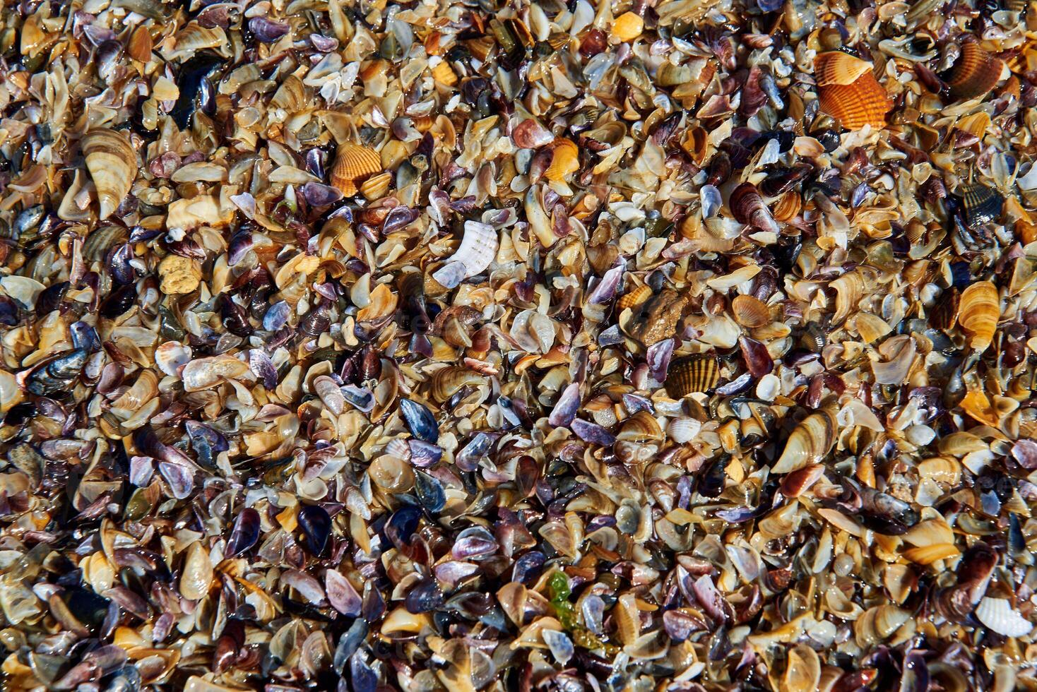 Texture of brown small shell. Small seashells background, Template. Soft focus photo