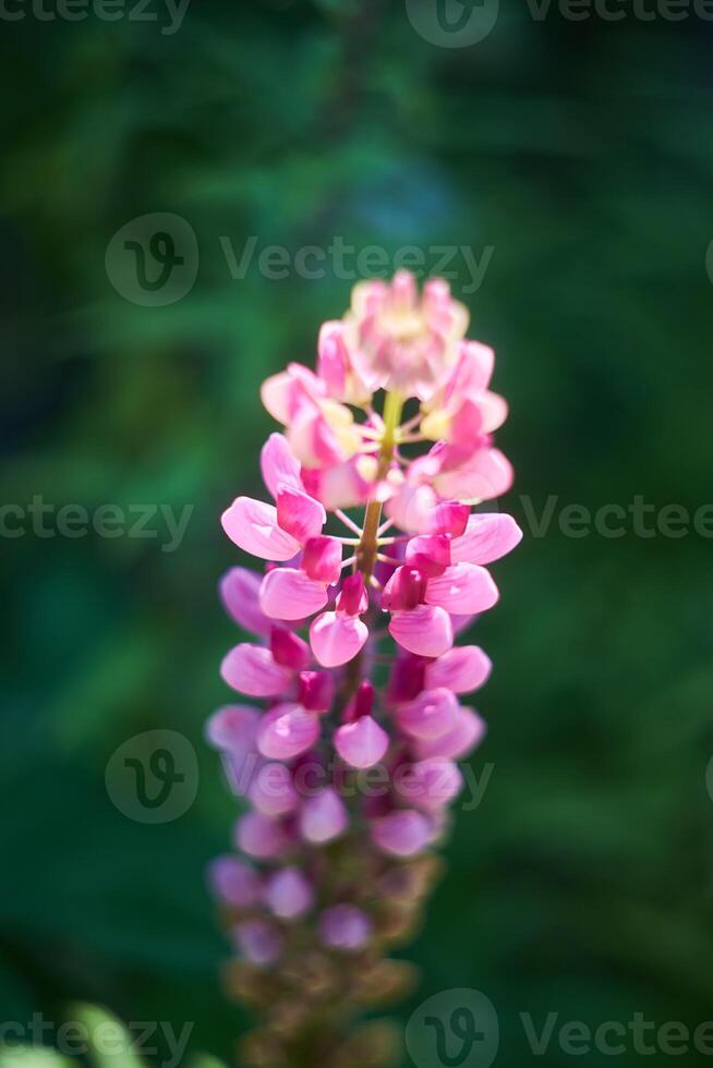 Flowering Lupin , Lupinus polyphyllus. Blooming garden lupines, close-up with selective focus. photo