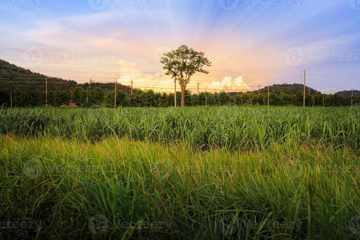 Spring Nature. Beautiful Landscape. Park with Green Grass and Trees. photo