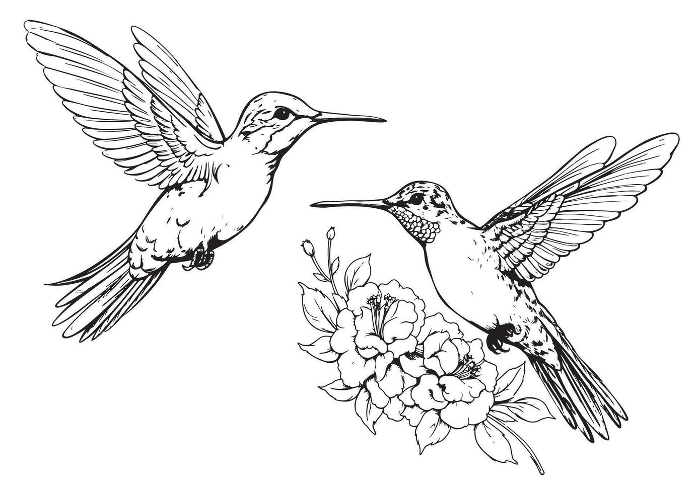Hand drawn humming birds isolated on white. Monochrome flying hummingbirds set. vector