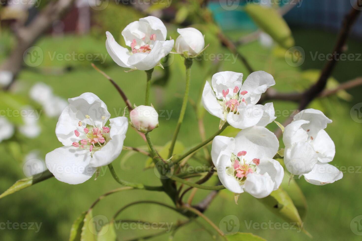 Pear Blossom and Petals in Outdoor Gardens. Organic Gardening and Botanical Ecology. High quality photo
