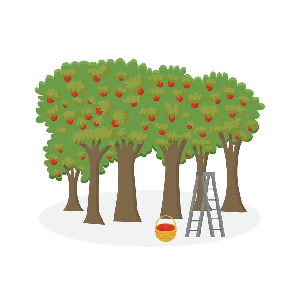 Apple orchard with basket of apples. The harvest of apples. vector