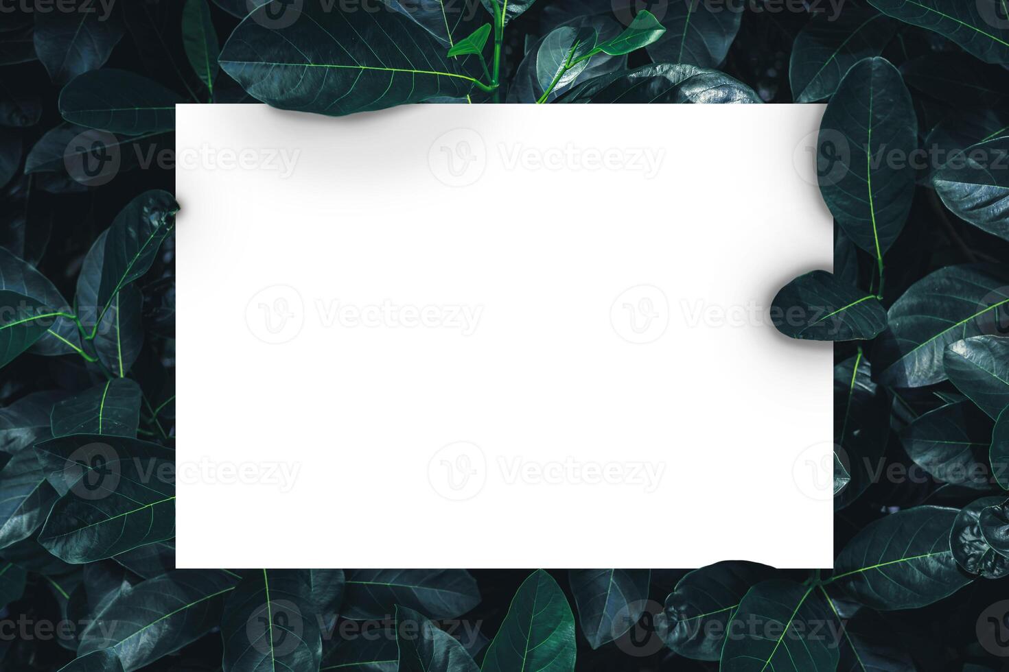 Creative layout made of leaves with paper card note. photo