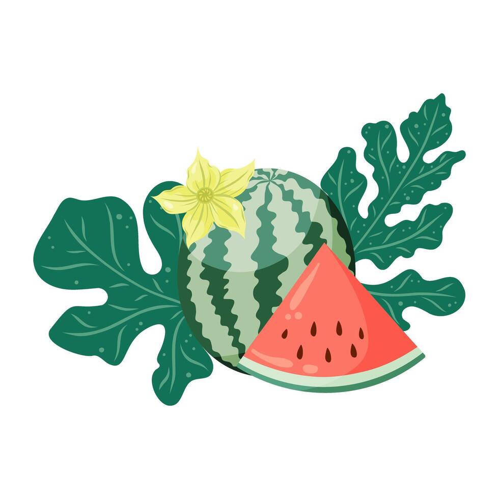 Watermelons composition with whole fruit and a slice, watermelon plant leaves and flowers. Flat illustration. Tropical fruit drawing for food graphics, summer designs, menu, logo, stickers. vector