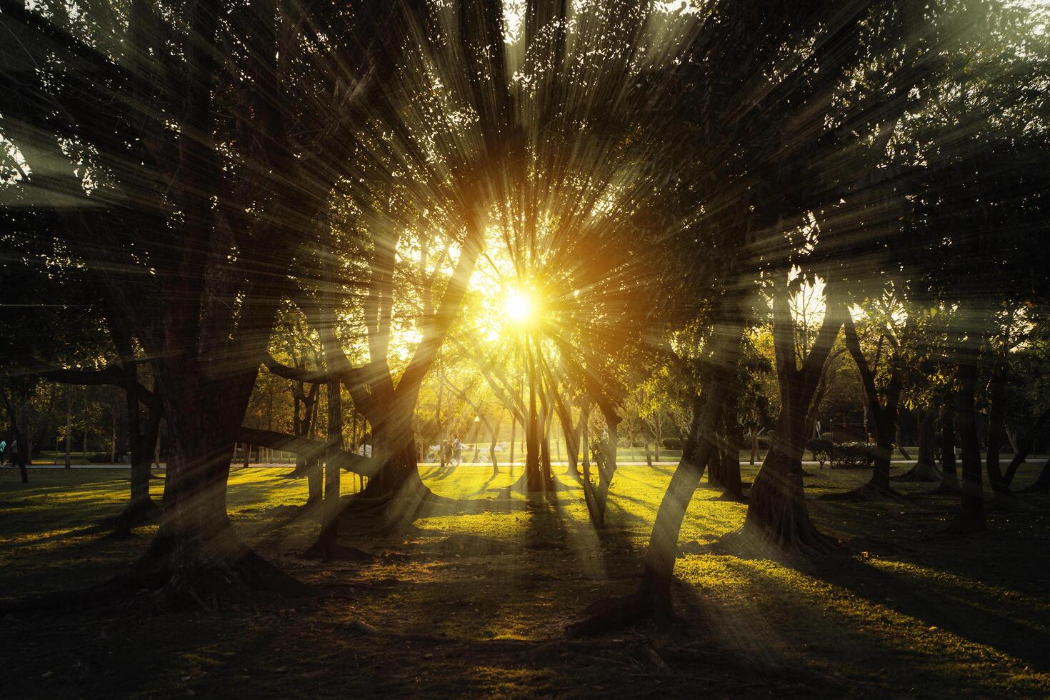 forest trees nature green wood sunlight view photo