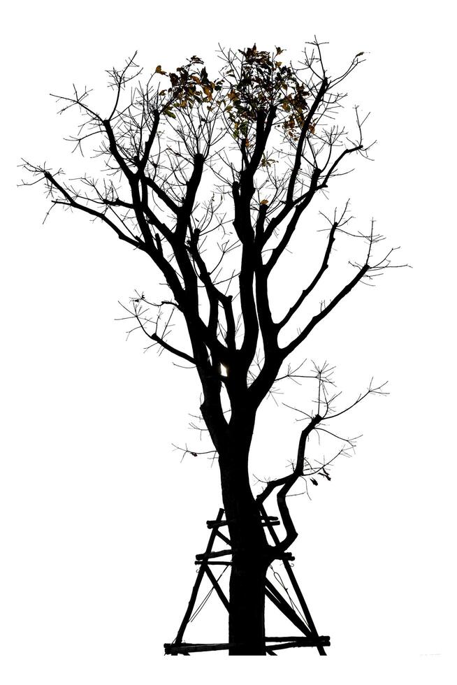 Branch of dead tree isolated on white background. photo