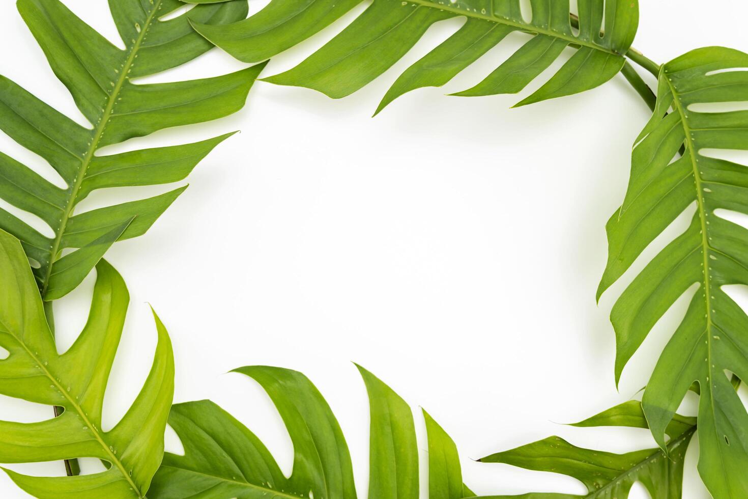 Tropical leaves Monstera on white isolated background. photo