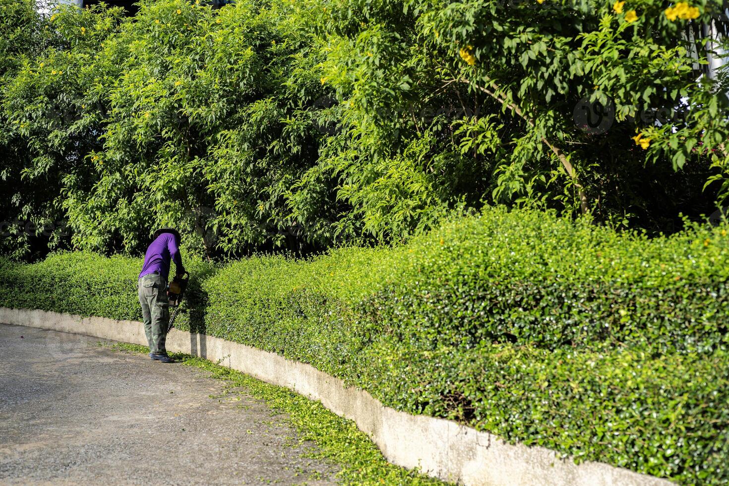 Female gardener pruning or trimming a buxus formal privet hedge or ornamental topiary outdoors photo