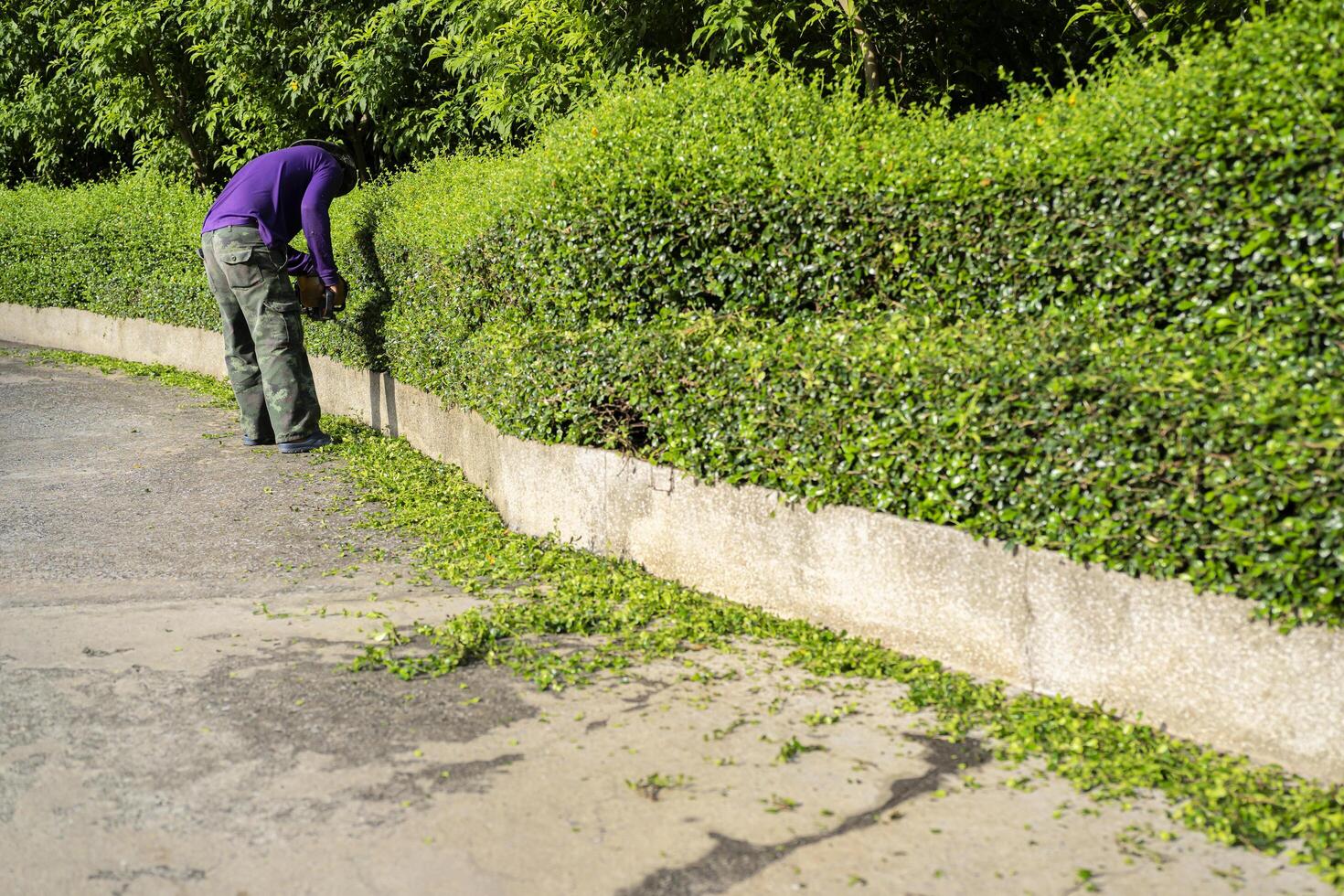 A professional gardener in his 40s pruned hedges along the aisle photo
