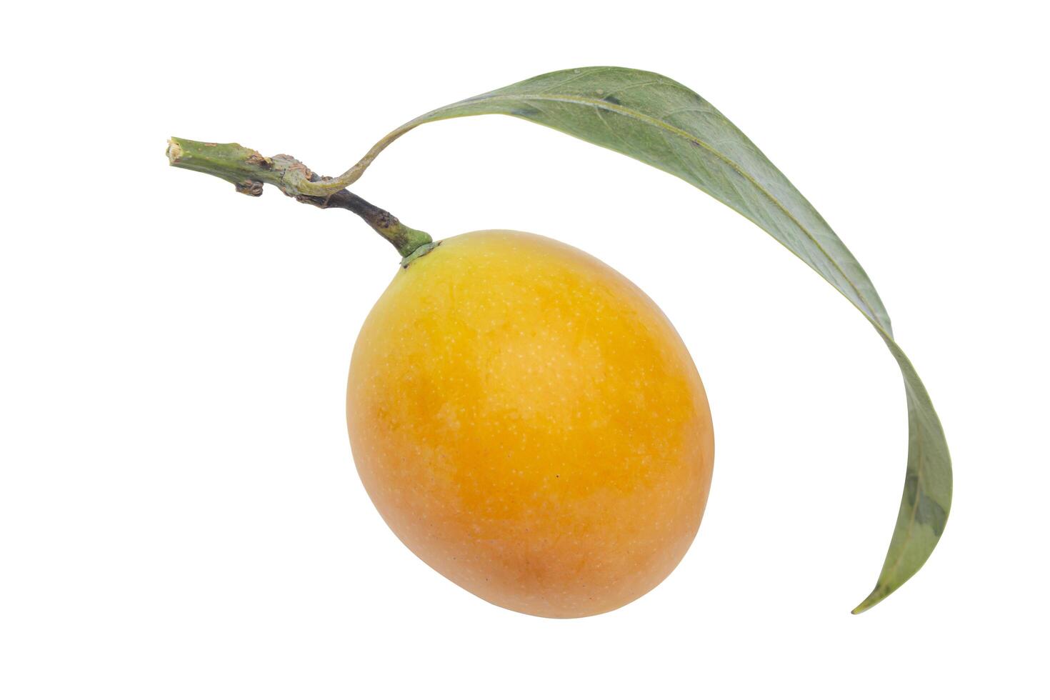 sweet Marian plum thai fruit isolated on white background photo