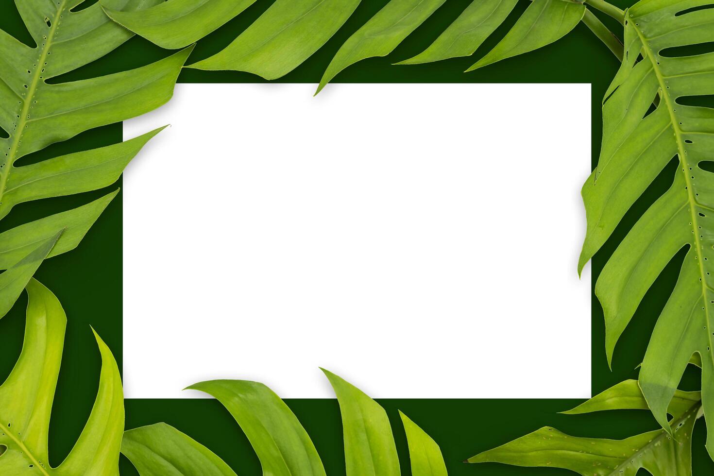 Blank card and fresh mint leaves on white background. Tropical leaves Monstera on green background. photo
