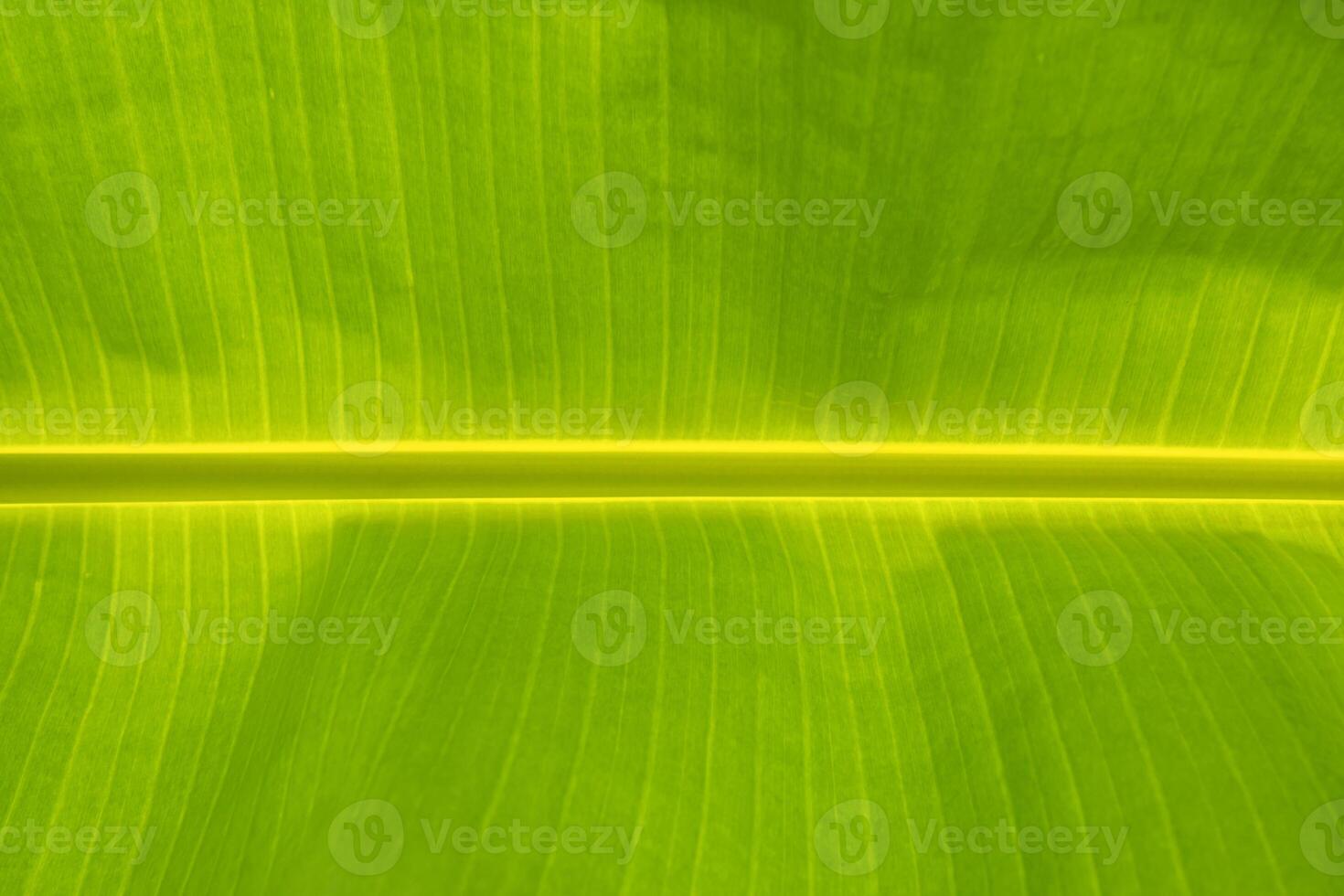 Green banana leaf background abstract photo