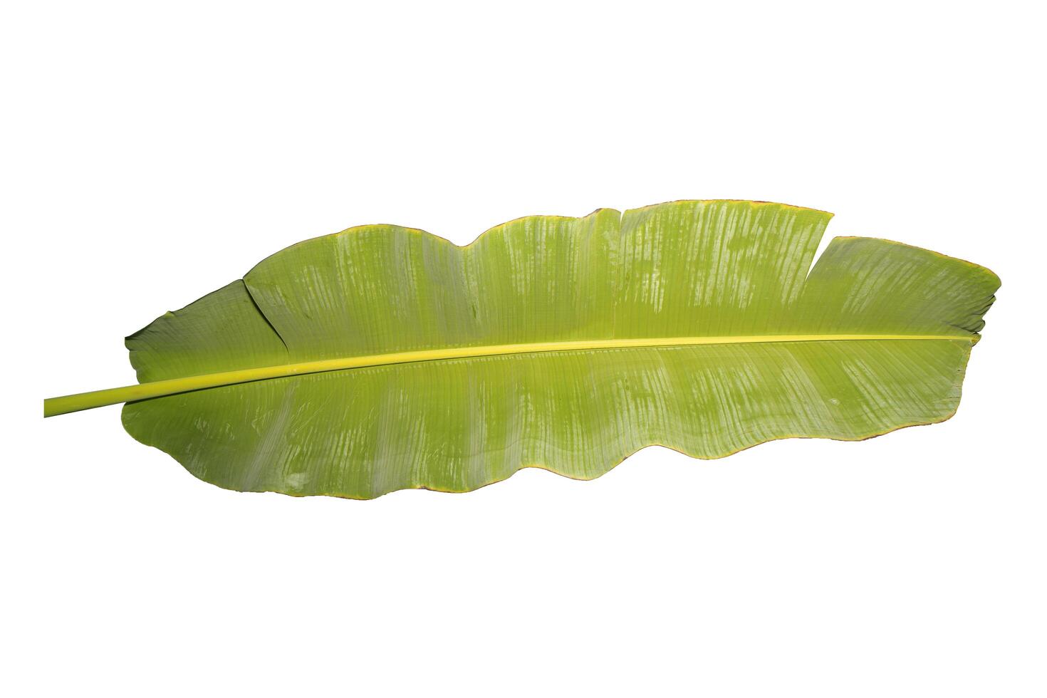 image green leaf of banana isolated on white photo