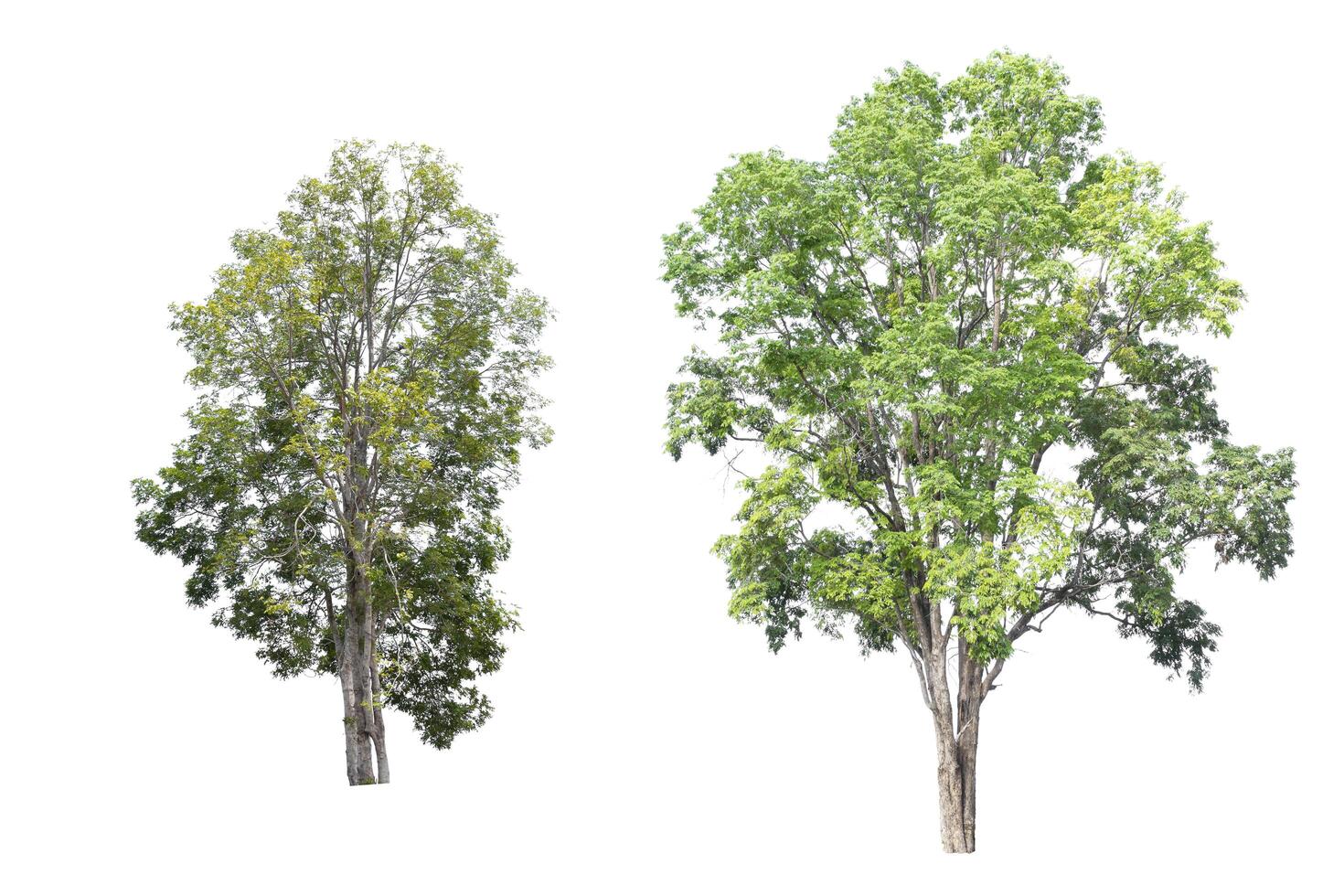 Two on isolated white background, tropical trees isolated used for design, advertising and architecture photo