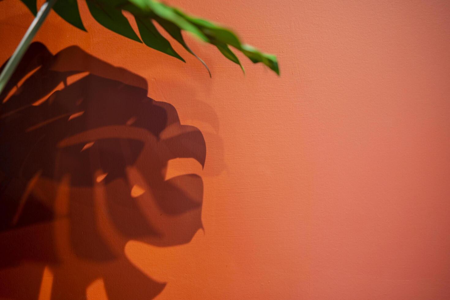 Green tropical leaf shadow on red background. Flat lay. Minimal summer concept with palm tree leaf. Creative copyspace. photo