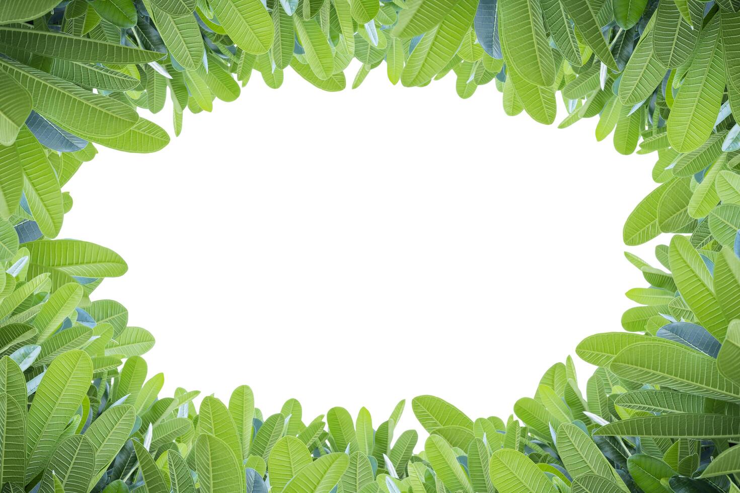Plumeria leaves, White circle shape isolated background. Blank space photo